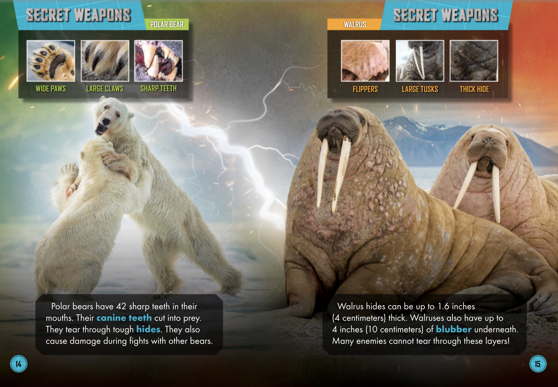 polarbearvswalrus