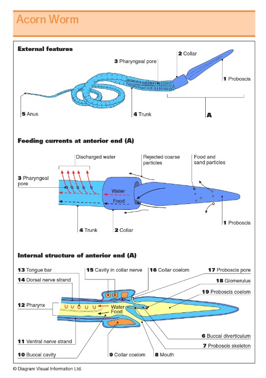 scienceonlinediagrams